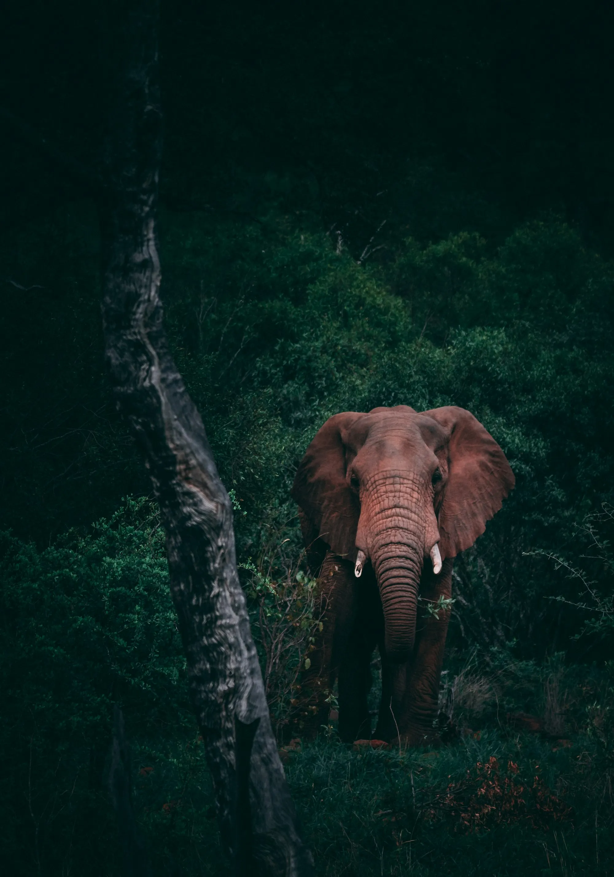 Samburu Safari