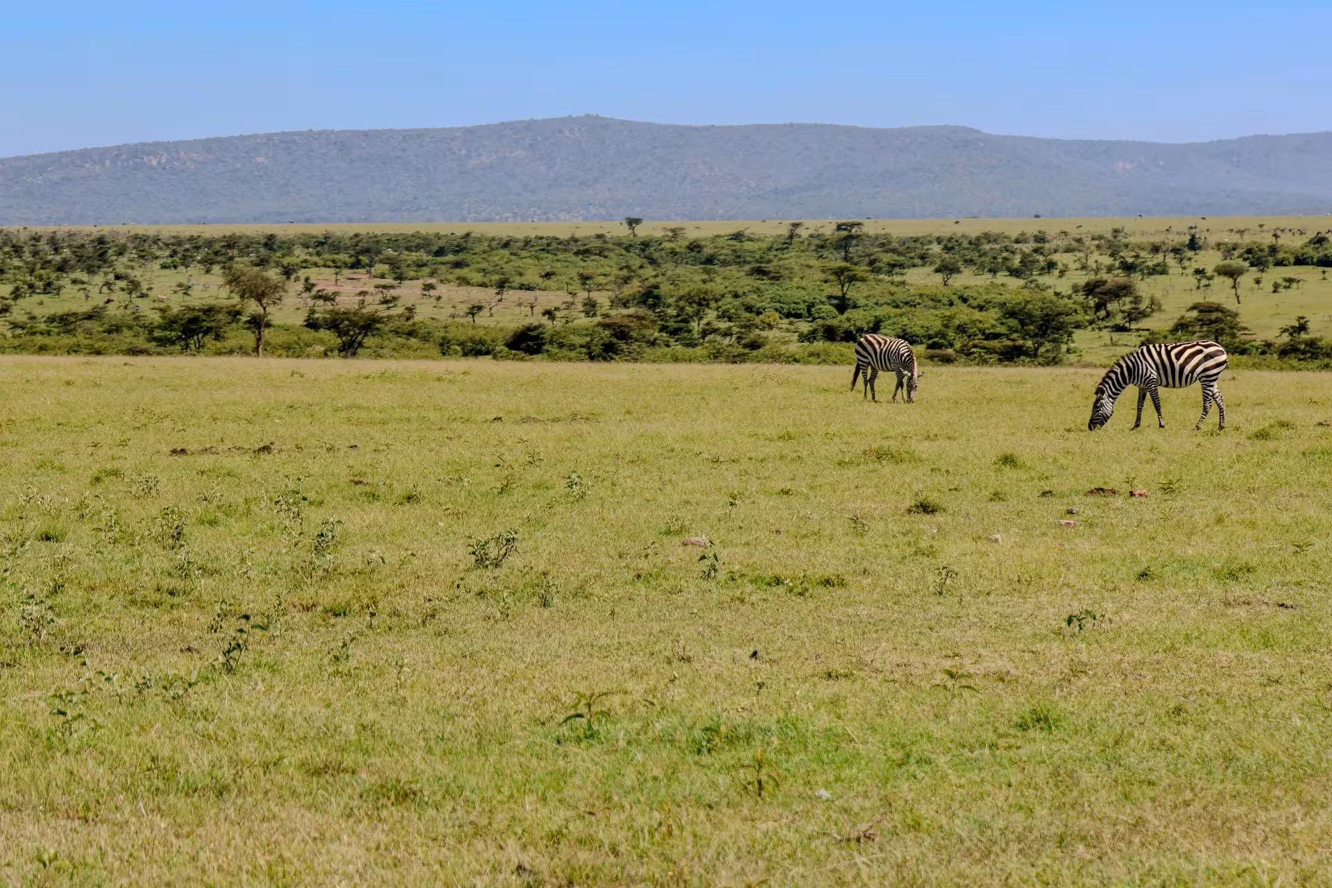 Safari landscape